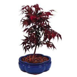 Brussel's Japanese Red Maple Outdoor Bonsai Tree