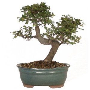 Brussel's Chinese Elm Outdoor Bonsai Tree