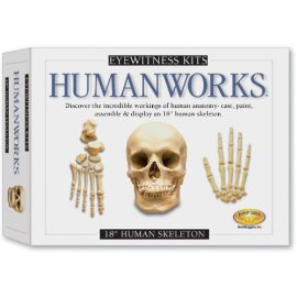 Eyewitness Kit: 18 Human Skeleton Casting Kit
